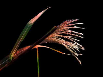 Upright zebra reed rigid zebra reed spring-like