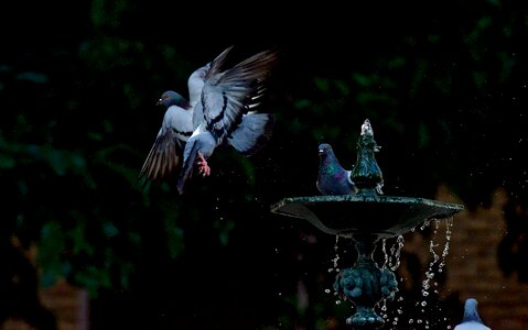 Source plumage observation