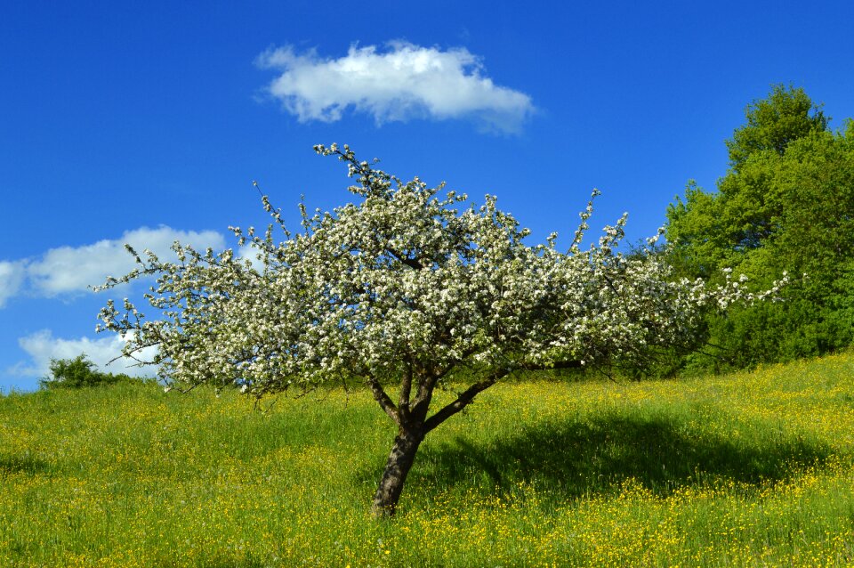 Landscape nature grass