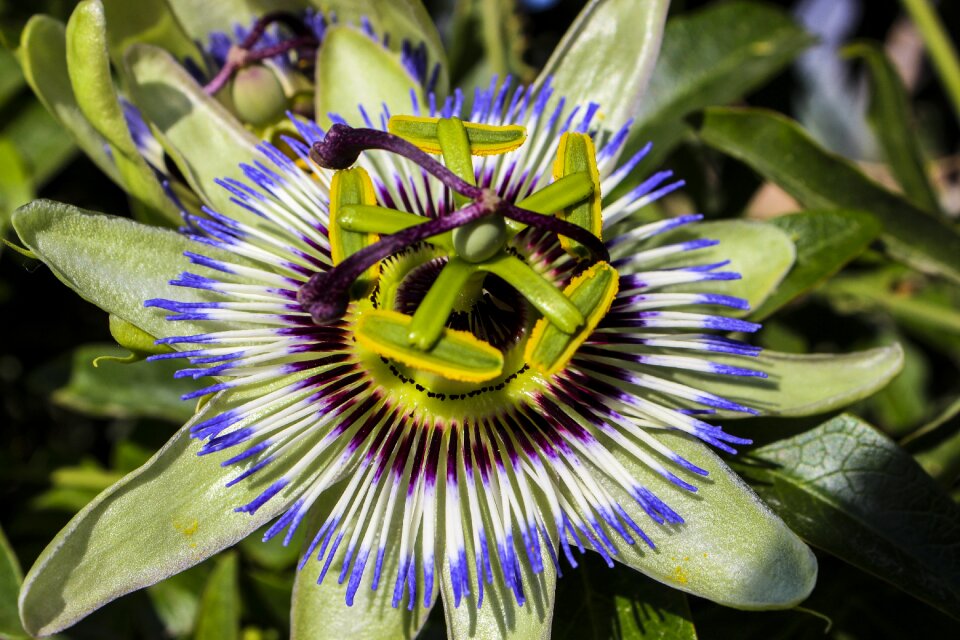 Passion exotic nature