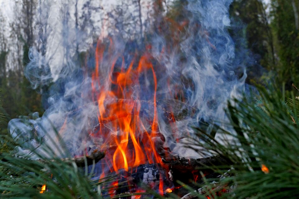 Burn forest nature