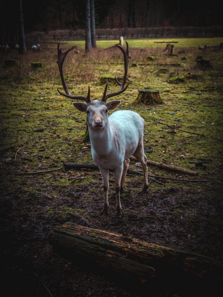 Animal animal world forest