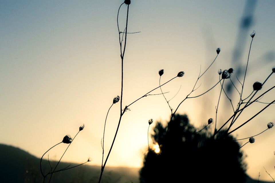 Plant trees focus