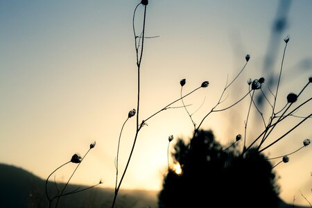 Plant trees focus