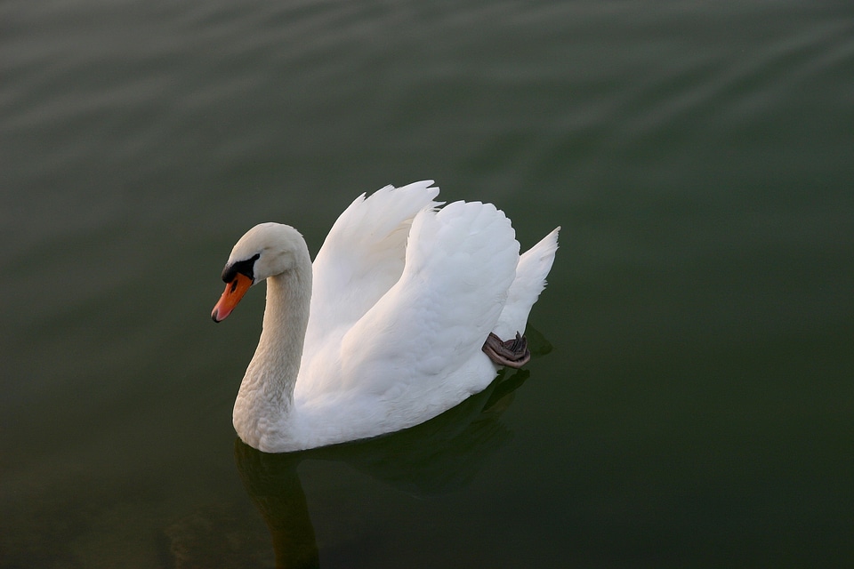 Animal lake white