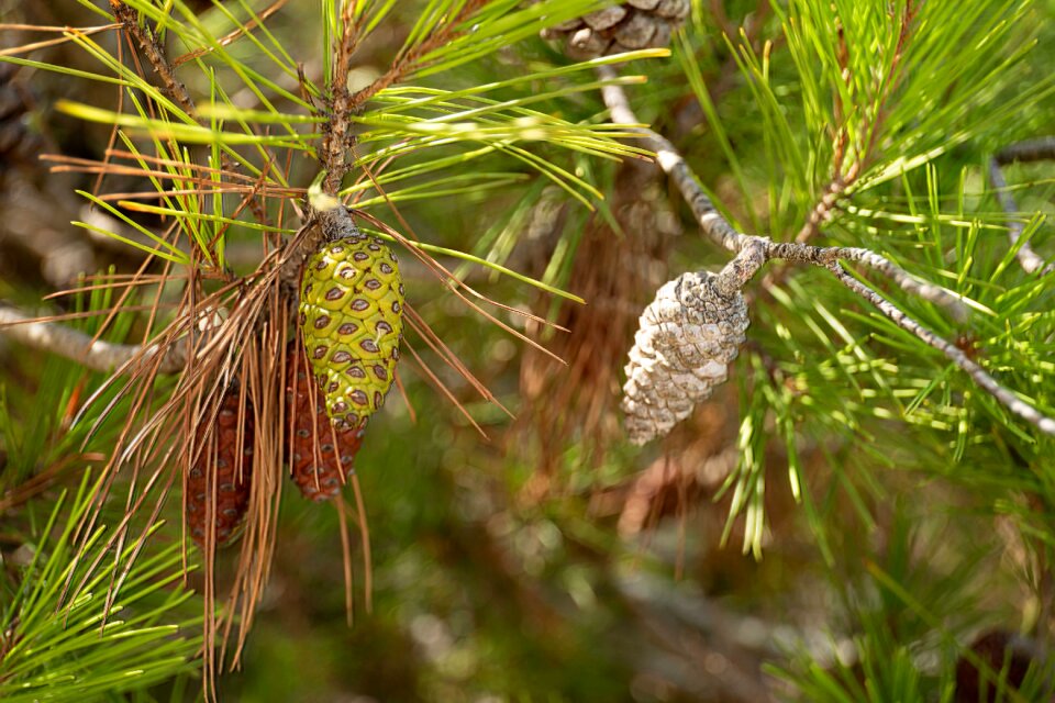 Provence pinecone tree