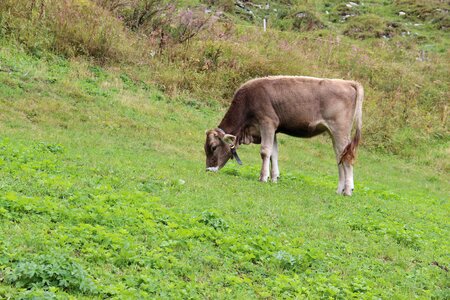 Pasture nature cow photo