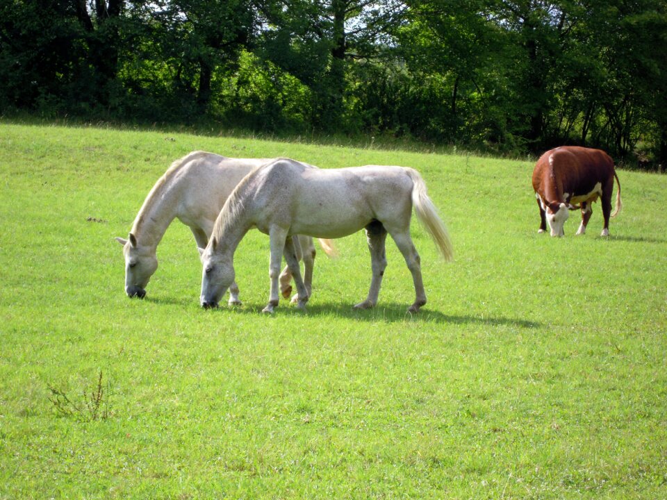 Green graze meadow