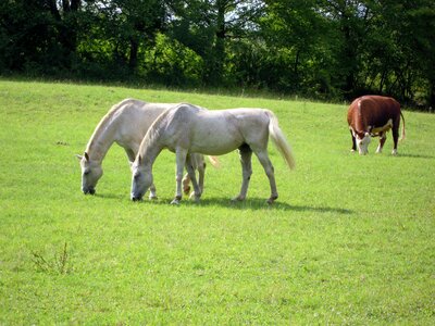 Green graze meadow