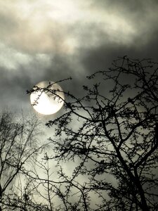 Trees weather sky