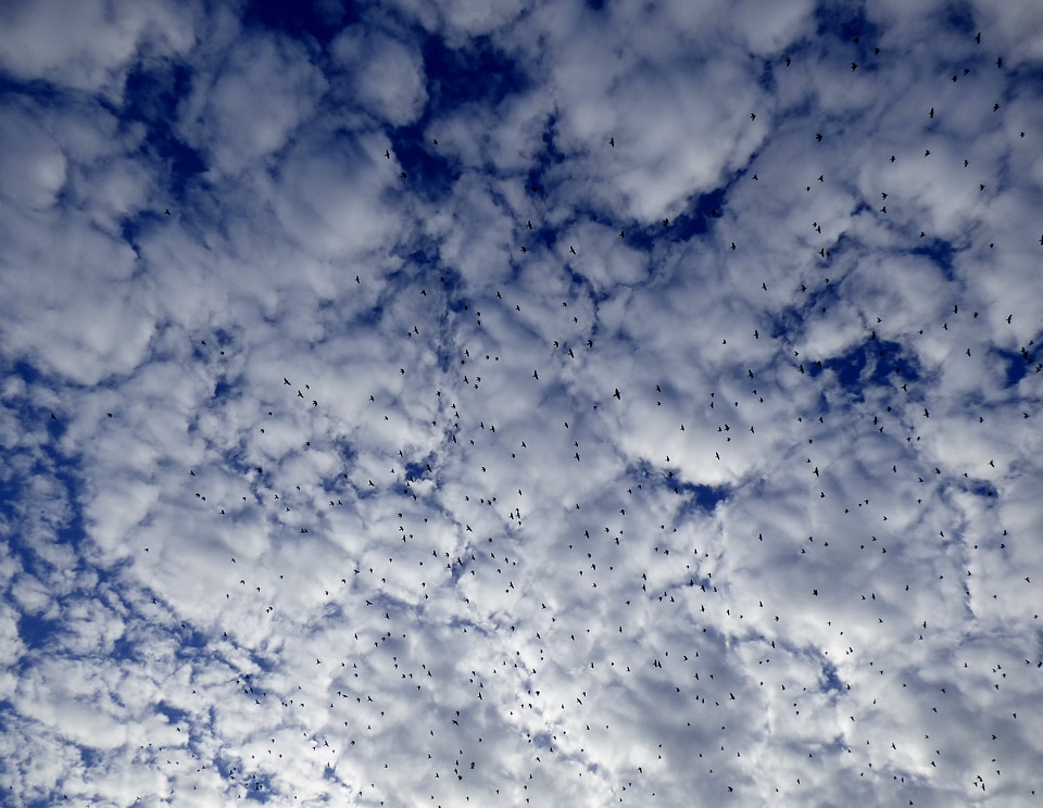 Air sheep clouds clouds