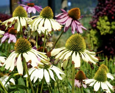 Bloom echinacea angustifolia medicinal