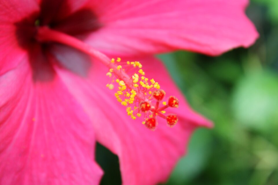 Blossom bloom mallow