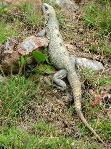 Lizard insectivore maxique exotic photo