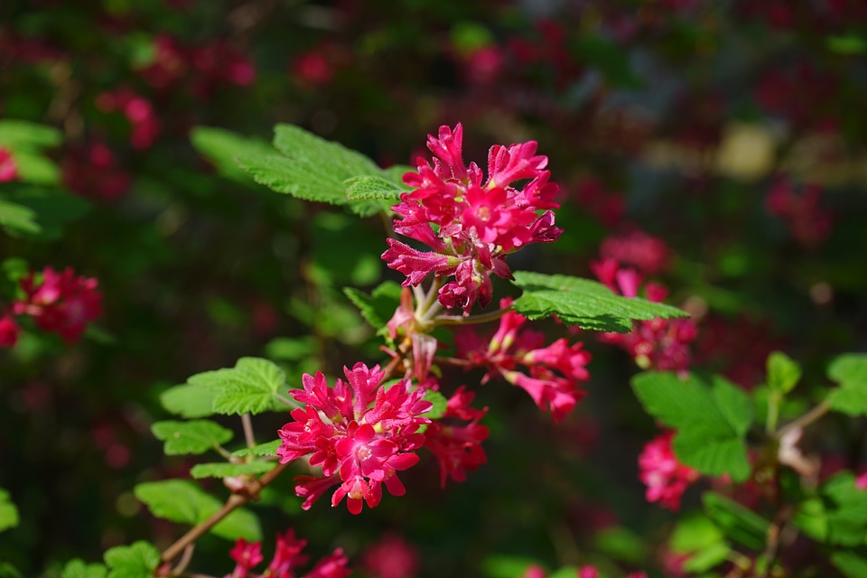 Red ribes sanguineum currants
