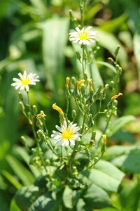 Plant flowers green