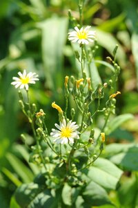 Plant flowers green photo