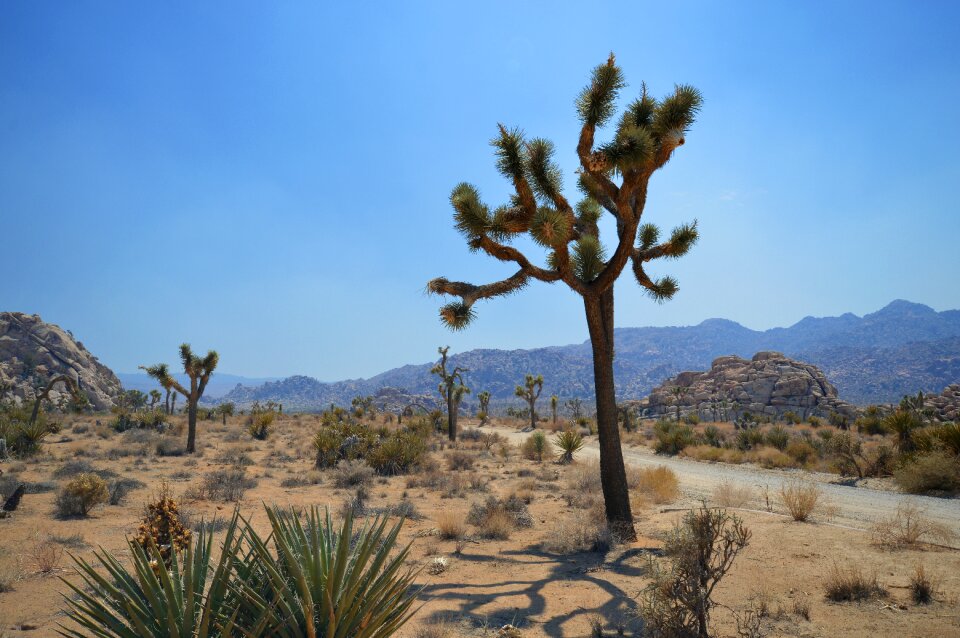 California cactus mountain photo
