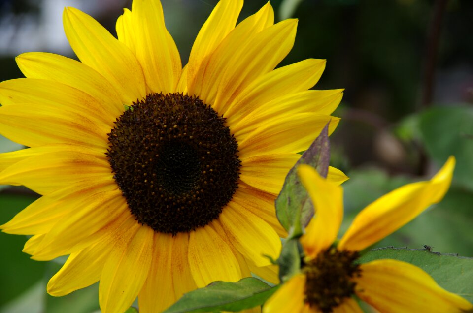 Sunflower yellow nature