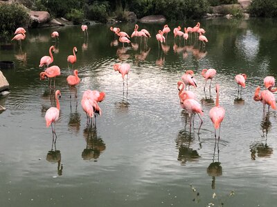 Wildlife animals colorful