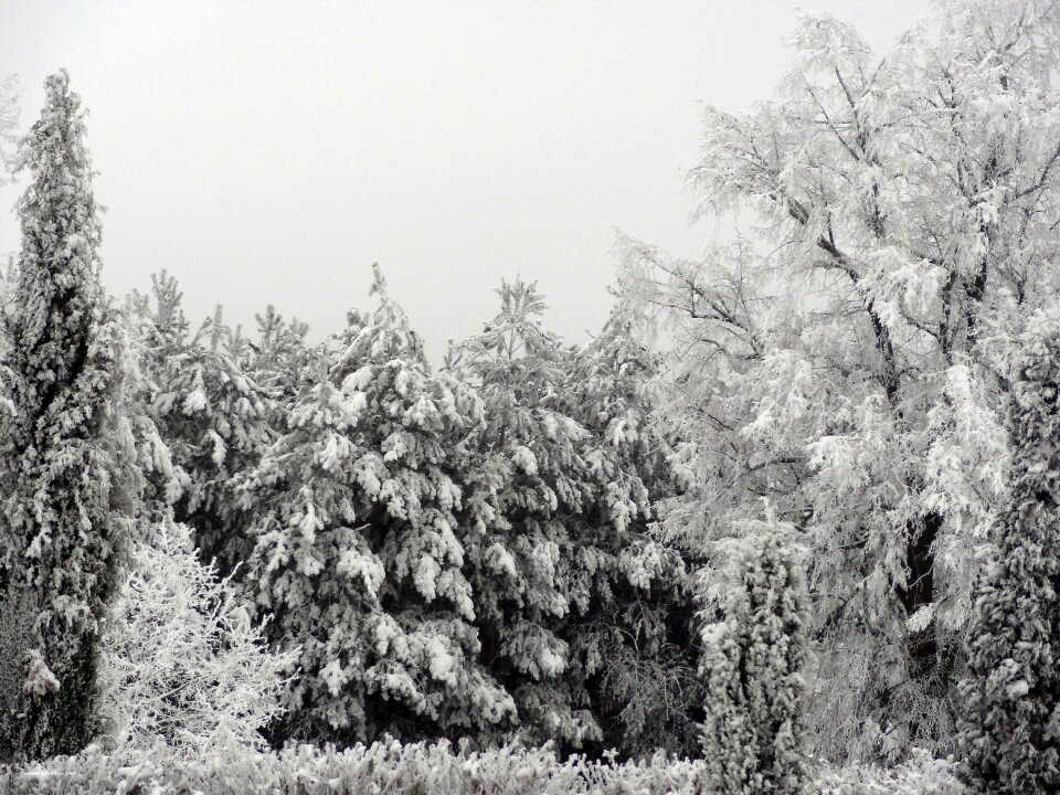 Christmas trees forest frost