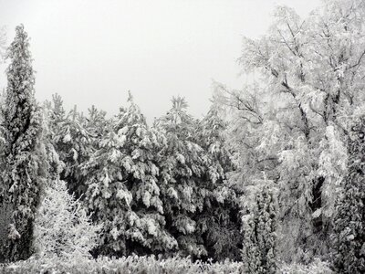 Christmas trees forest frost