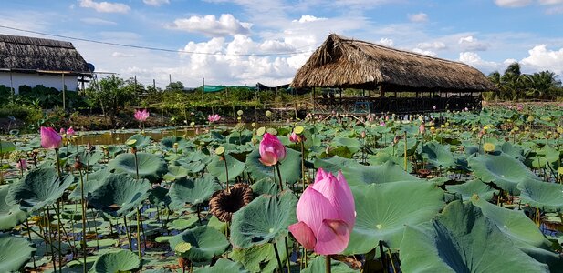 Dam sen lotus pond resort