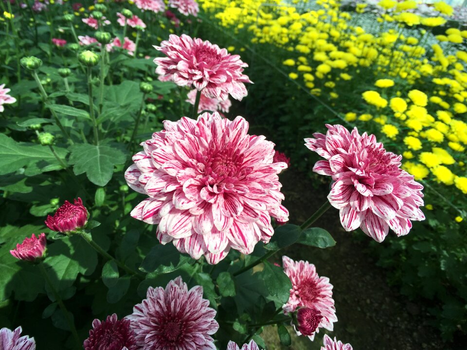Autumn garden blossom