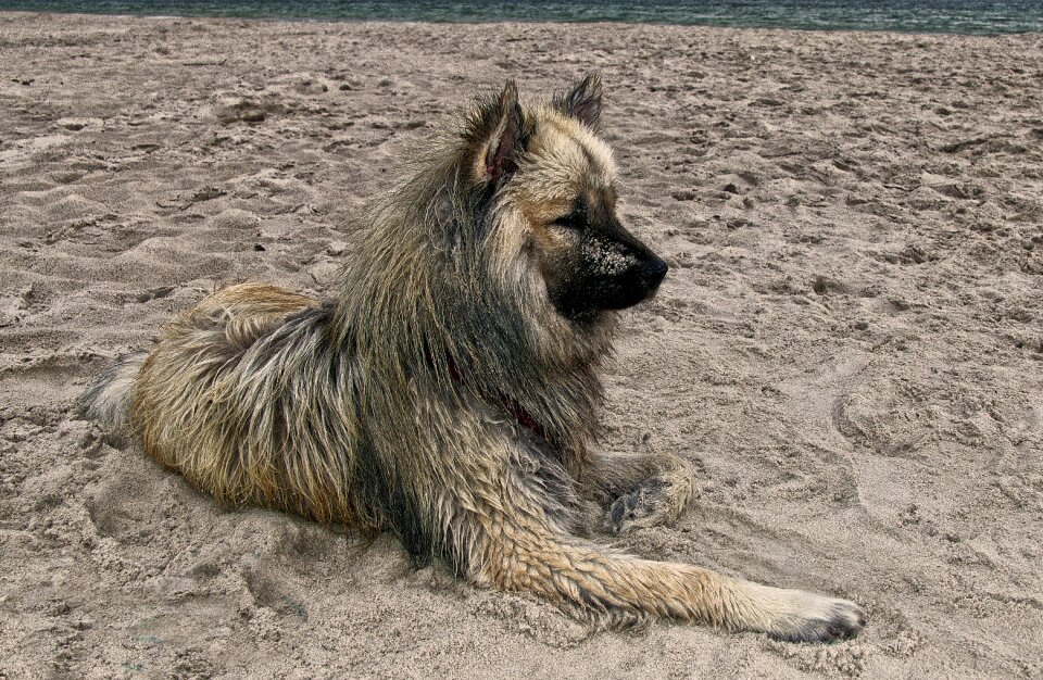 Sand baltic sea animal