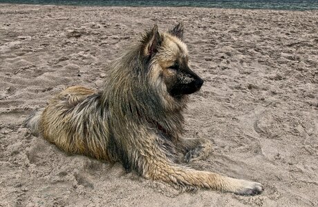 Sand baltic sea animal photo