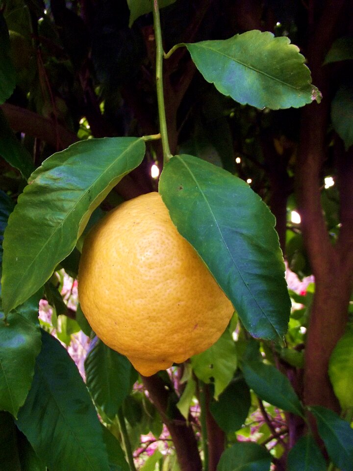 Fruit fruit trees lime