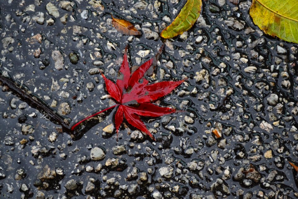 Nature fall season