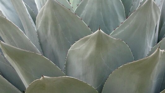 Nature plant texture