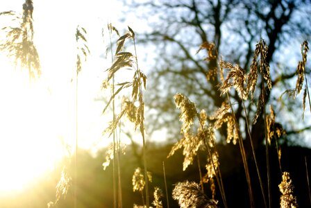 Reeds plants sun