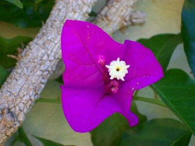 Plant botany
