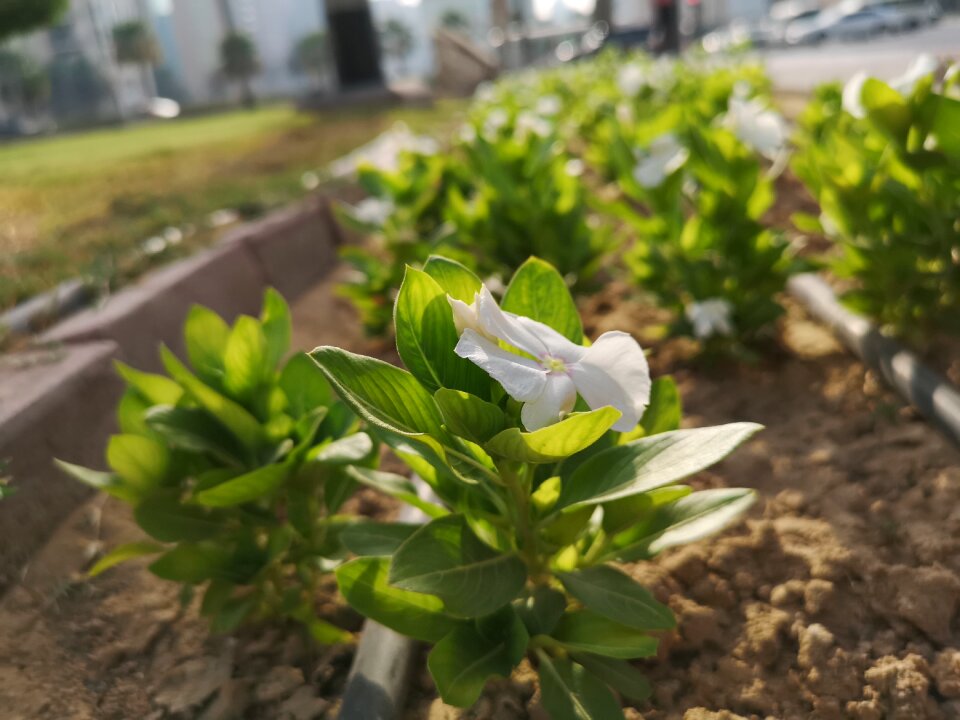 Flower green