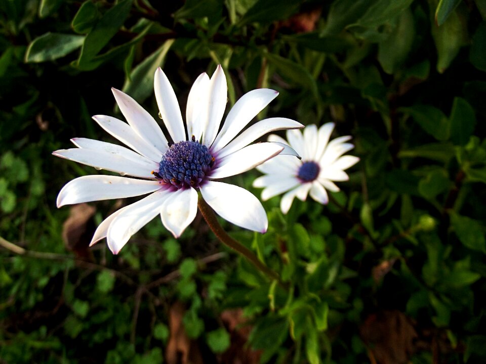 Plant flower daisy