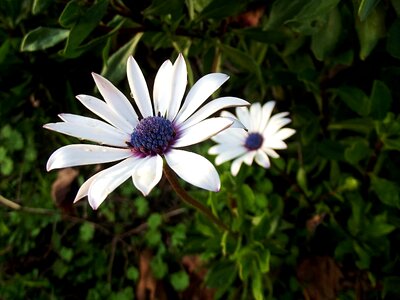 Plant flower daisy