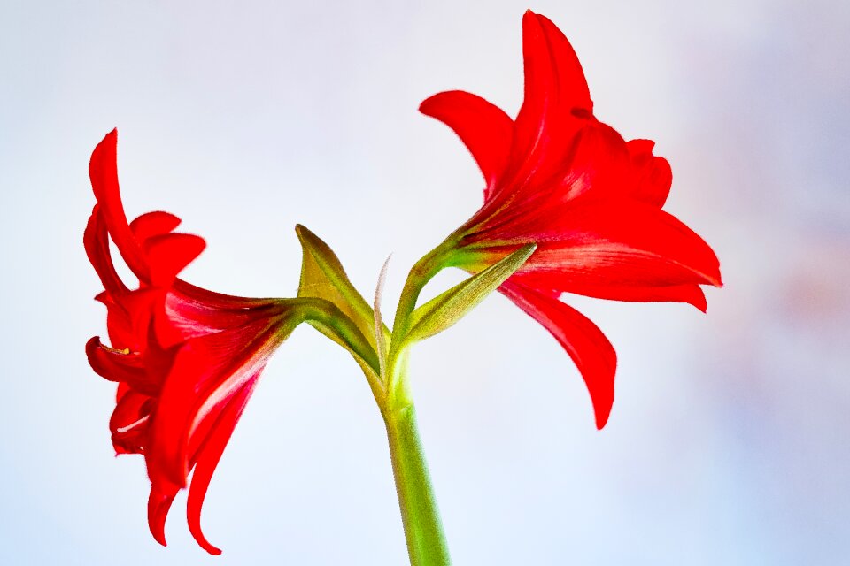 Flower blossom bloom
