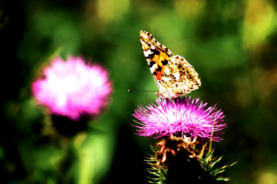 Colourful nature flower