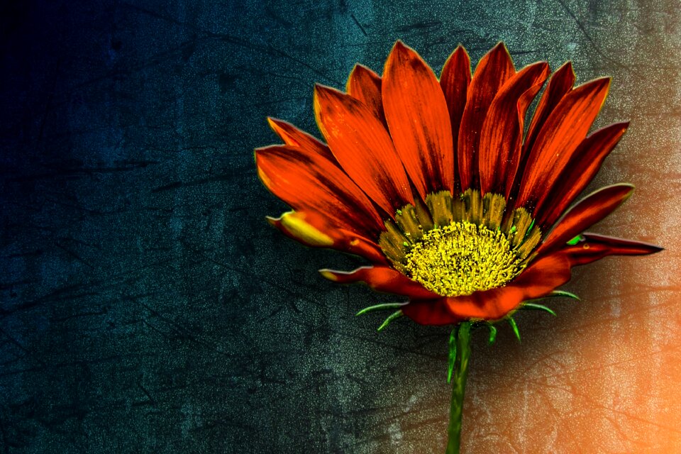 Beautiful flower spring colorful
