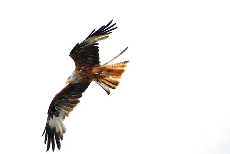 Red milan raptor plumage