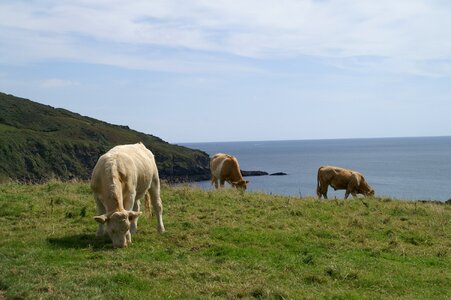 Cows pasture coast