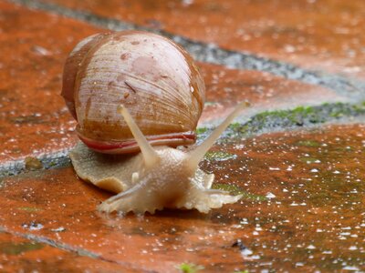 Snail animal paraguay