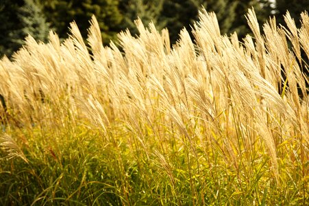 Flowers grass plant