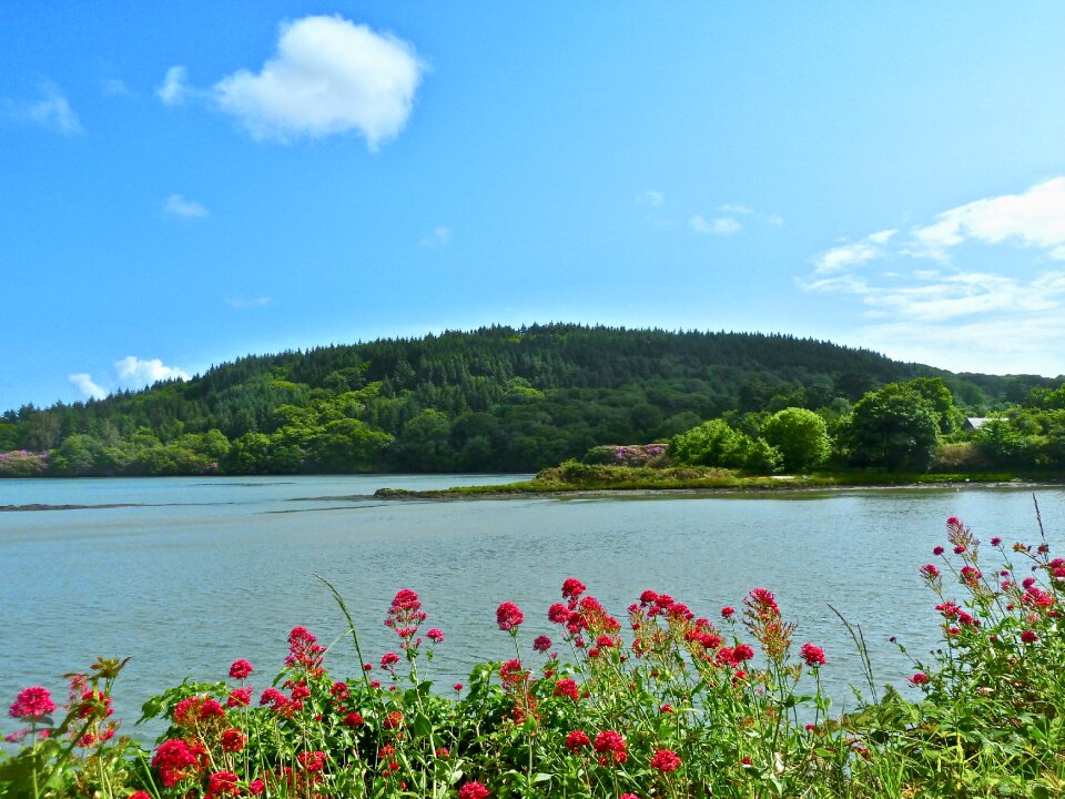 Water natural blossom