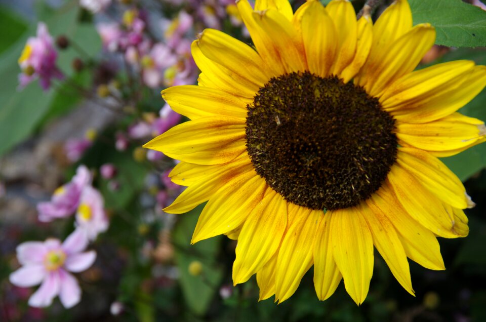 Sunflower yellow nature