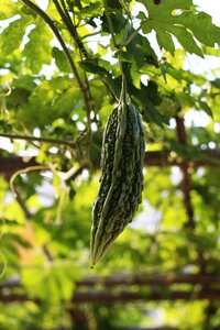 Sustainable garden