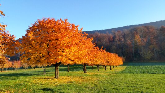 Autumn nature forest photo