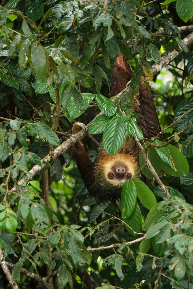 Tropical rainforest animal